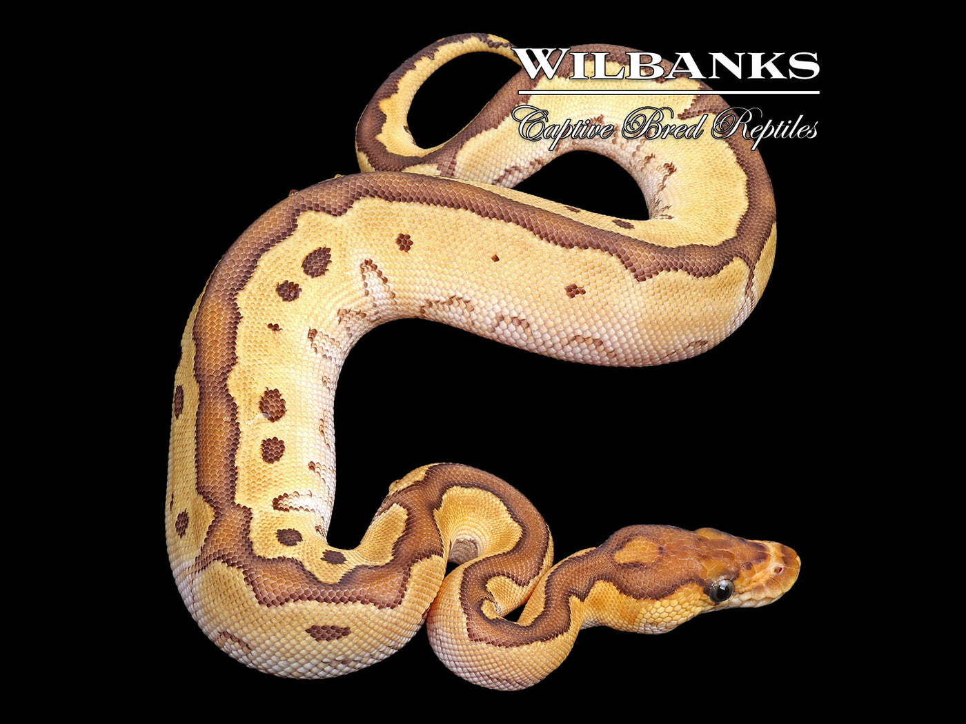 Mojave Clown Ball Python ♀ '24