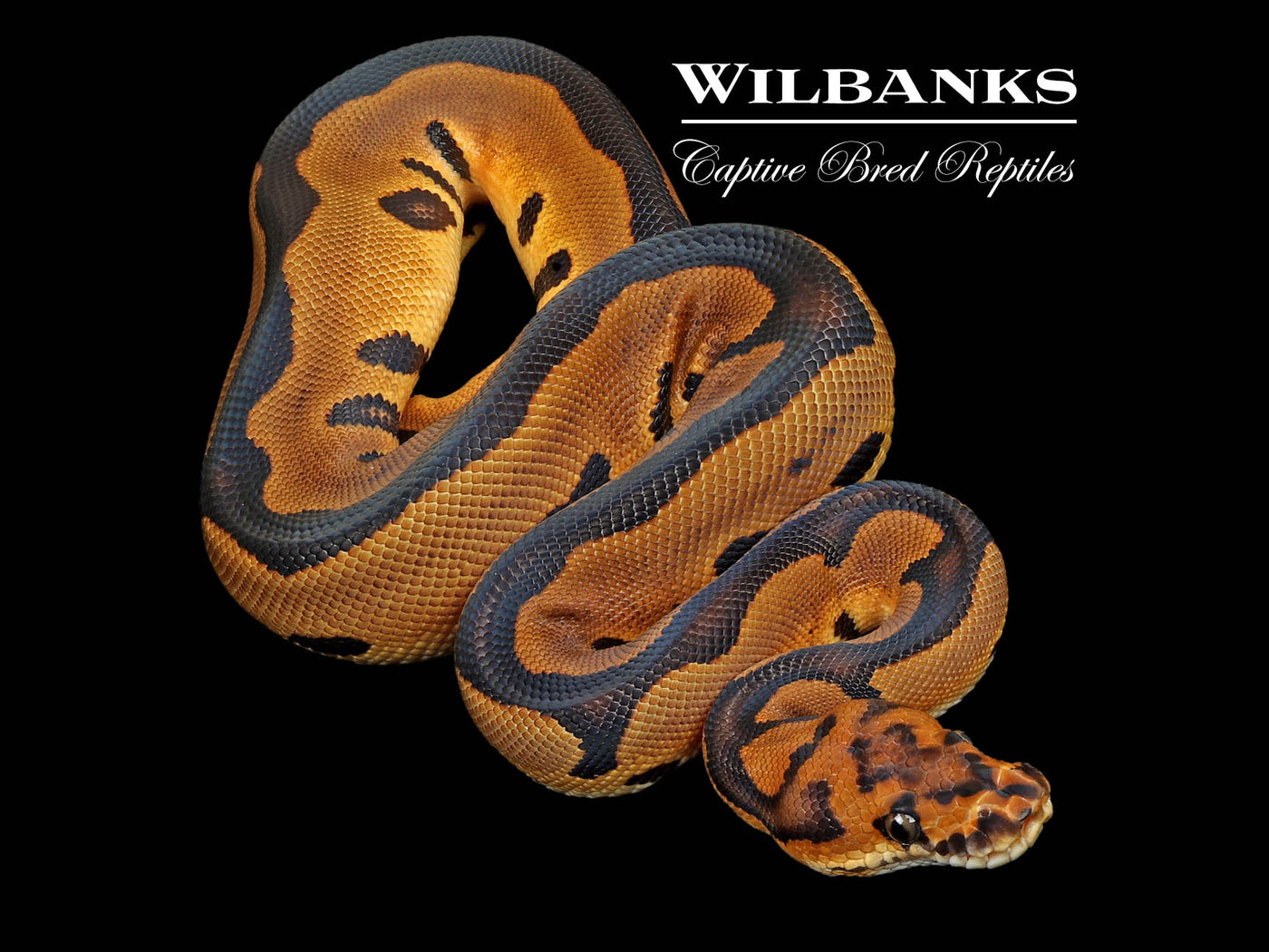 Leopard Clown Ball Python ♂ '24