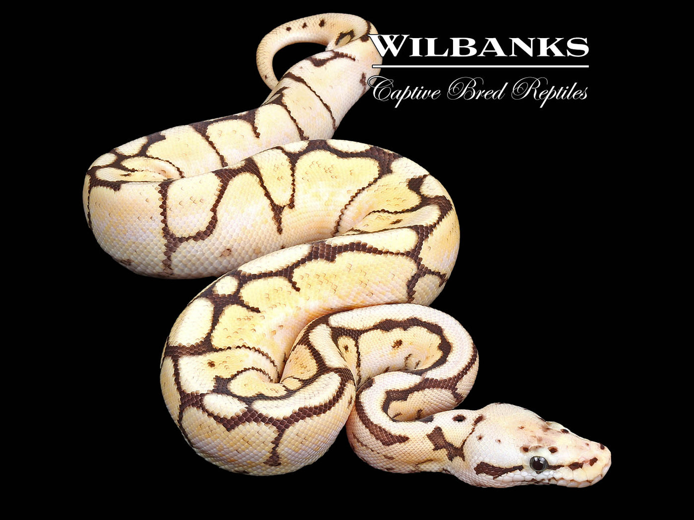 Bumble Bee Ball Python ♀ '24