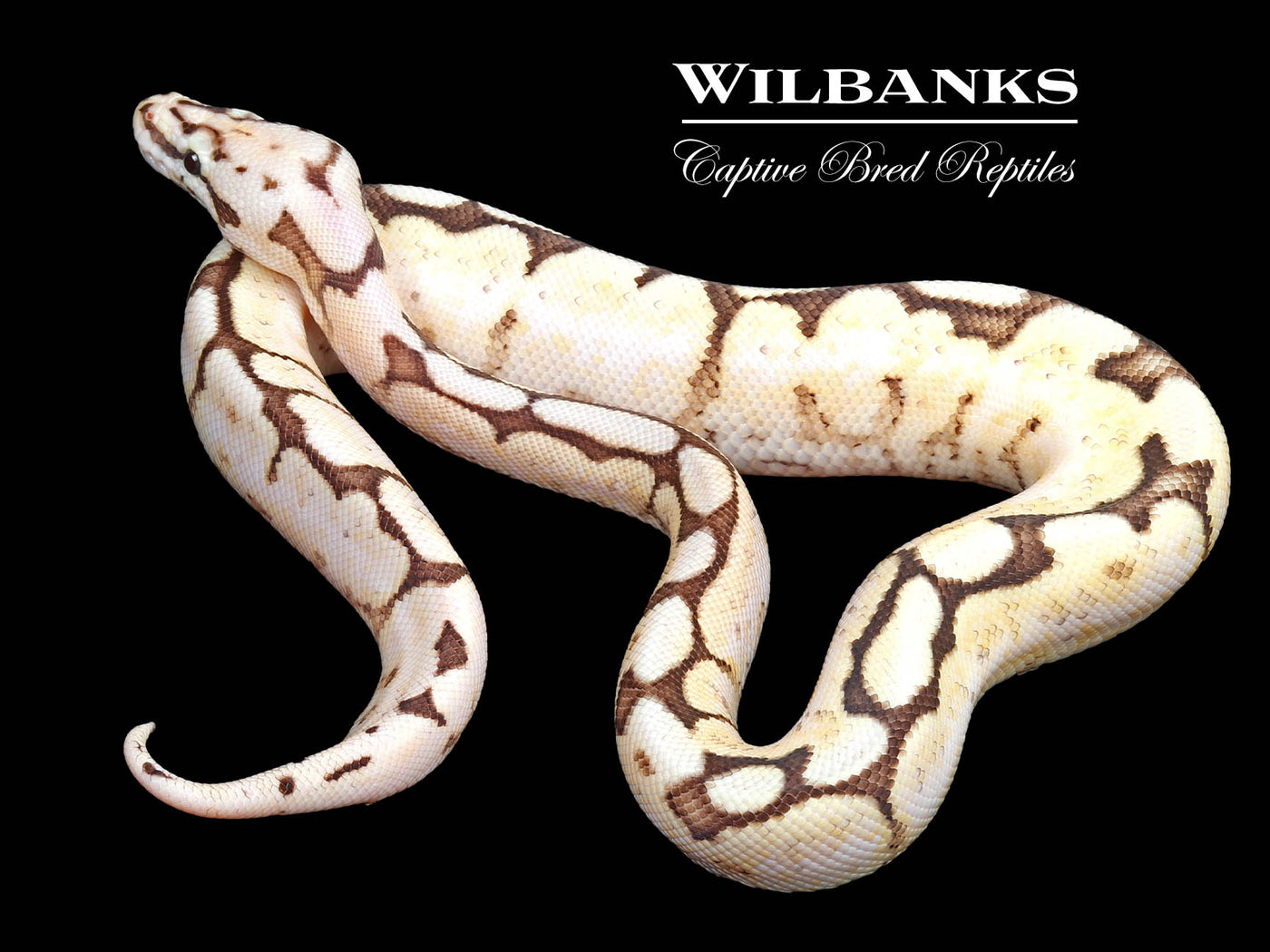 Fire Bee Ball Python ♂ '24