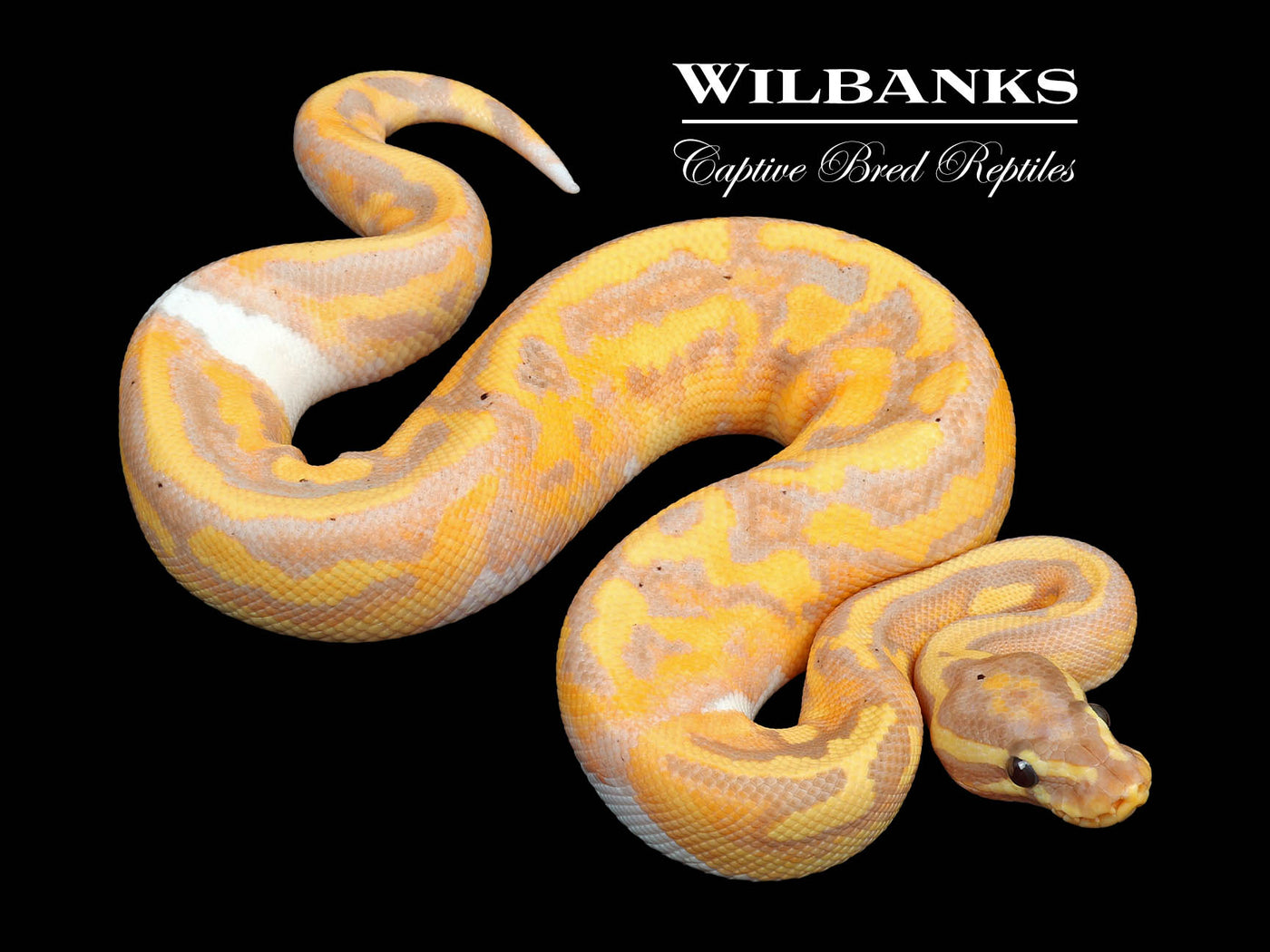 Banana Pied Ball Python ♂ '24