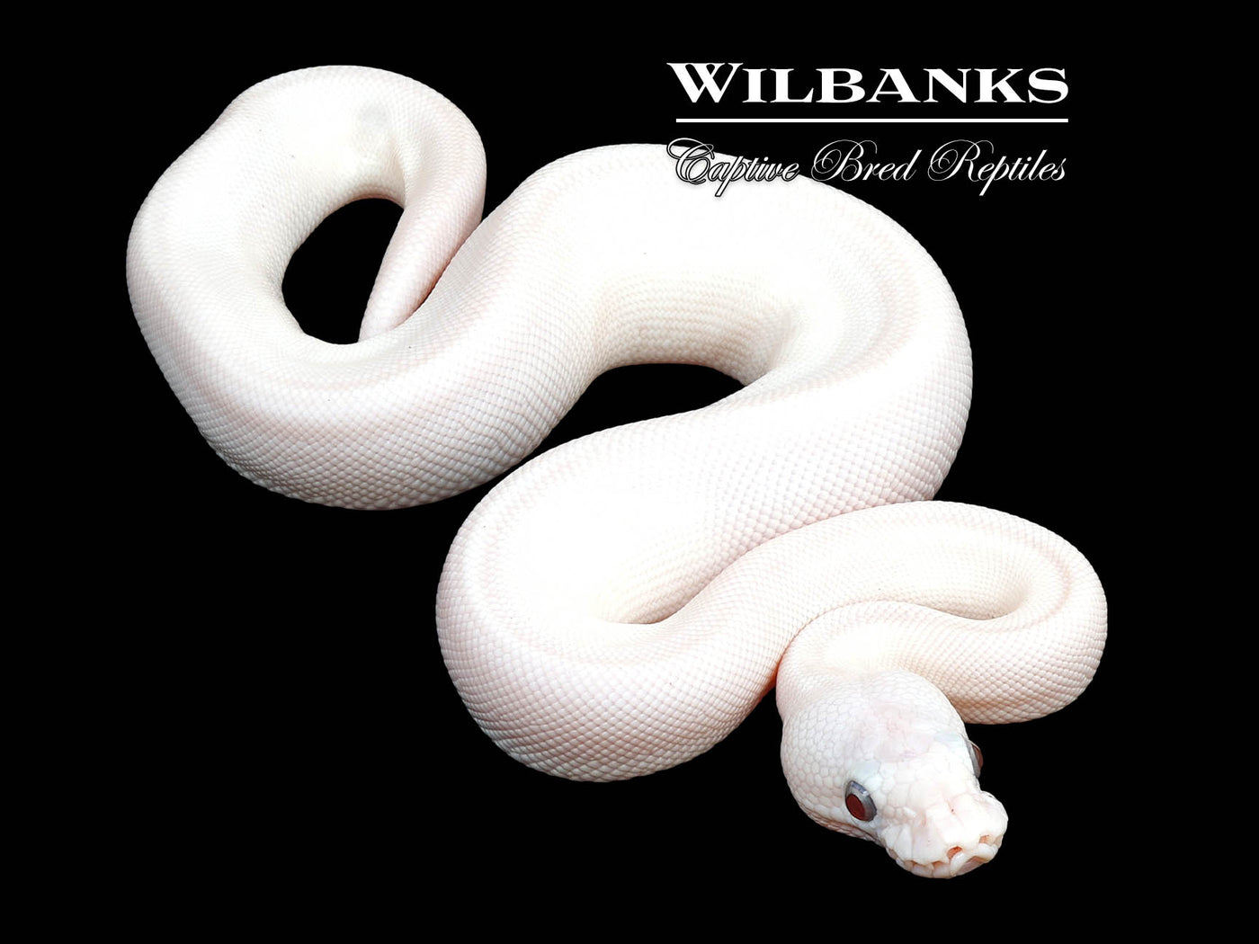 Banana Blue Eyed Leucistic (Super Butter) Ball Python ♂ '24