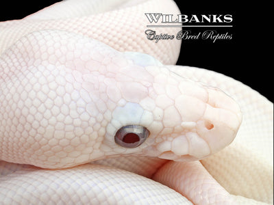 Banana Blue Eyed Leucistic (Super Butter) Ball Python ♂ '24