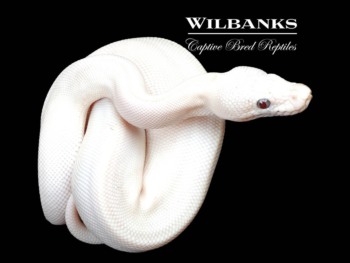 Banana Blue Eyed Leucistic (Mojave Butter) Ball Python ♂ '24