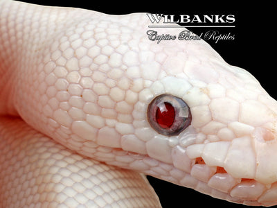 Banana Blue Eyed Leucistic (Mojave Butter) Ball Python ♂ '24