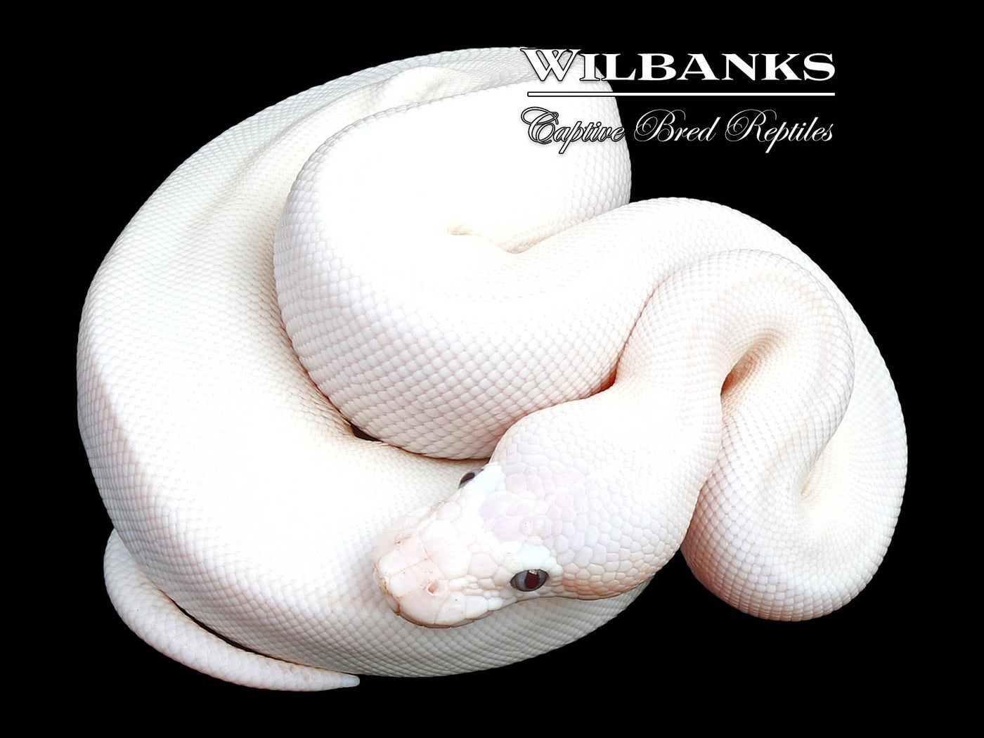 Banana Blue Eyed Leucistic (Mojave Butter) Ball Python ♂ '24