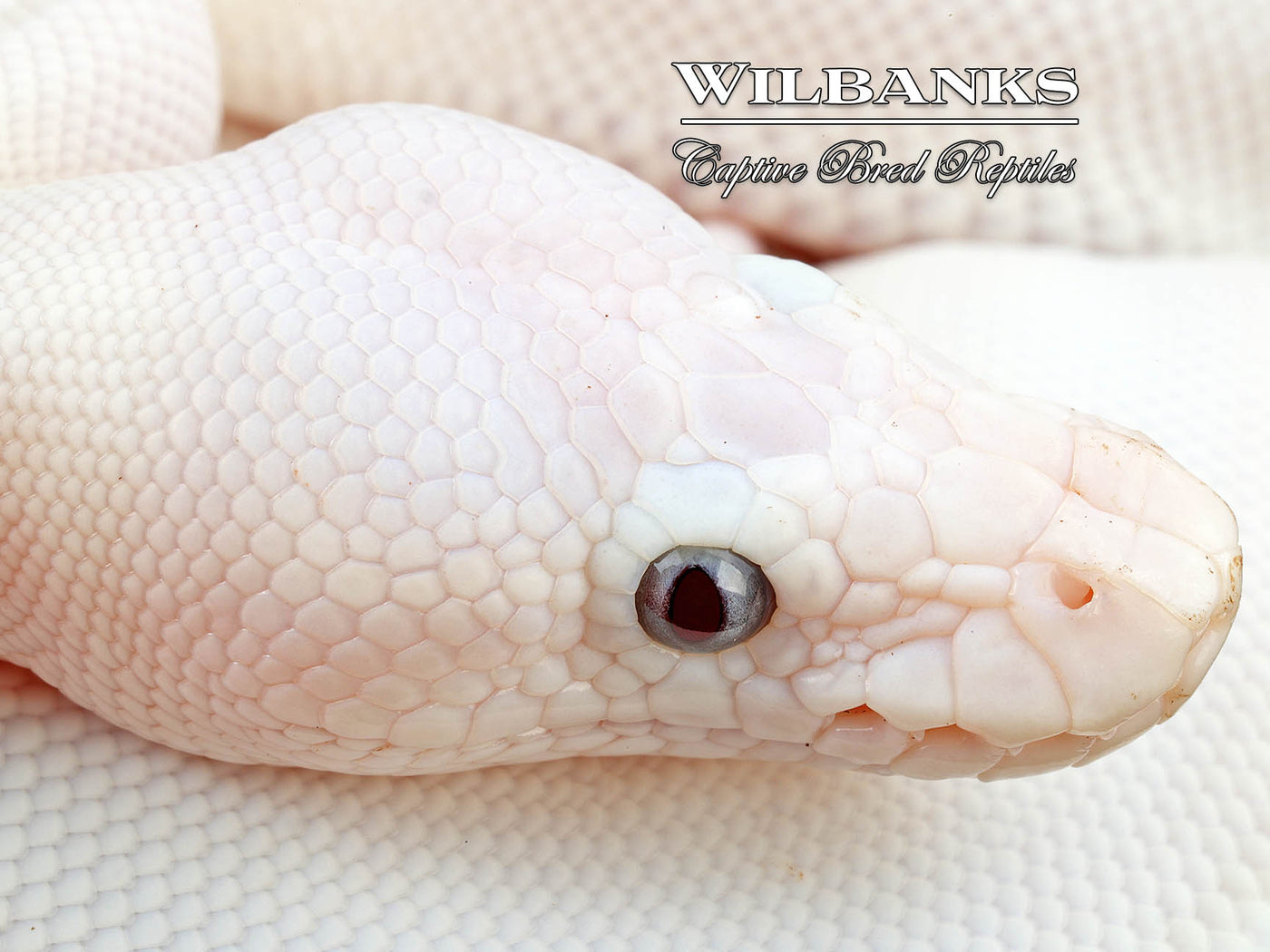 Banana Blue Eyed Leucistic (Mojave Butter) Ball Python ♂ '24