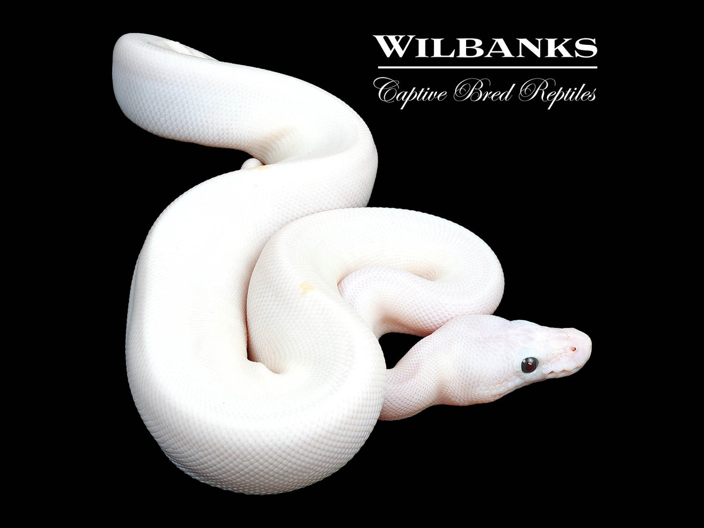 Super Fire Ball Python ♀ '24