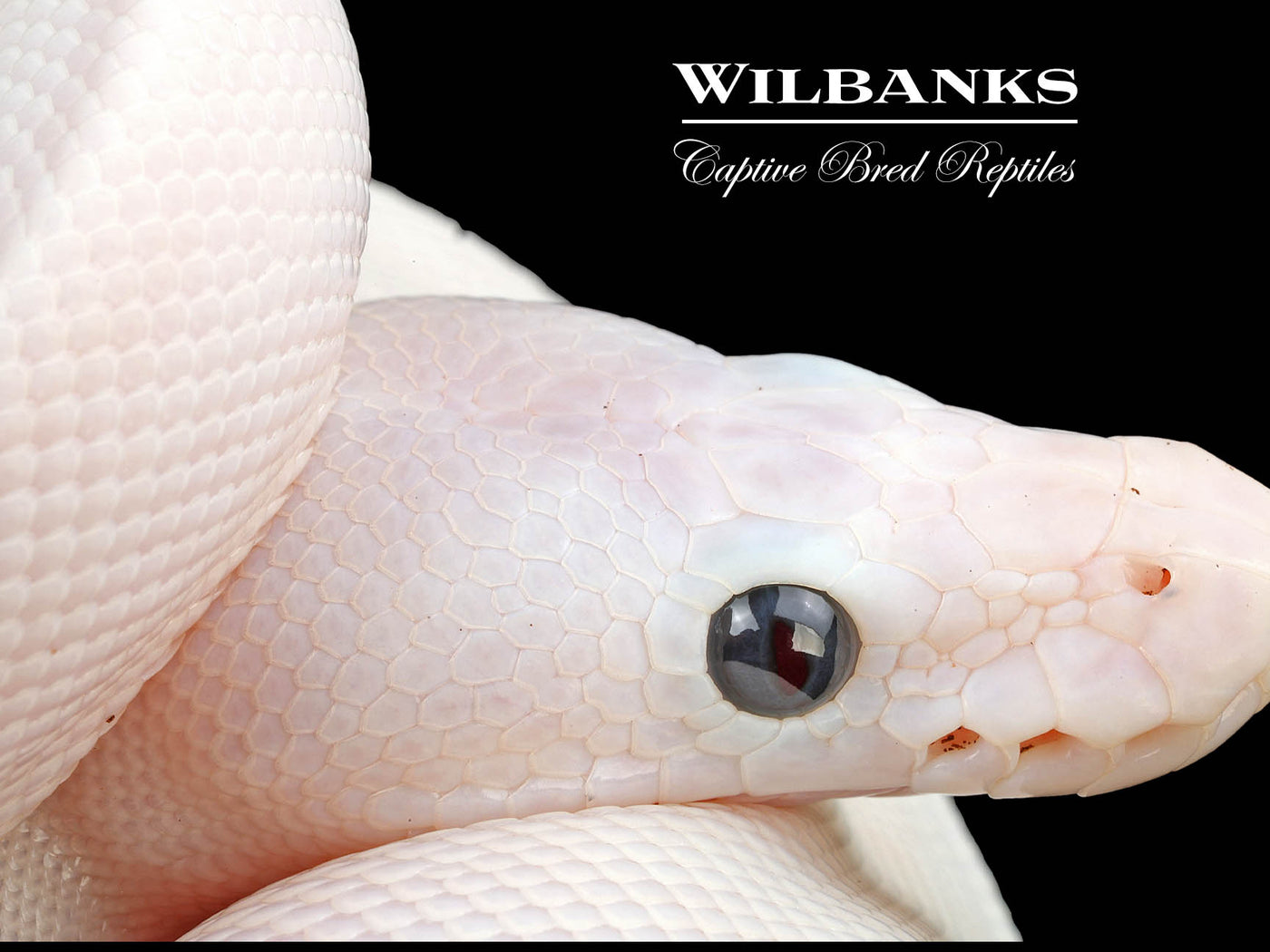 Super Fire Ball Python ♀ '24