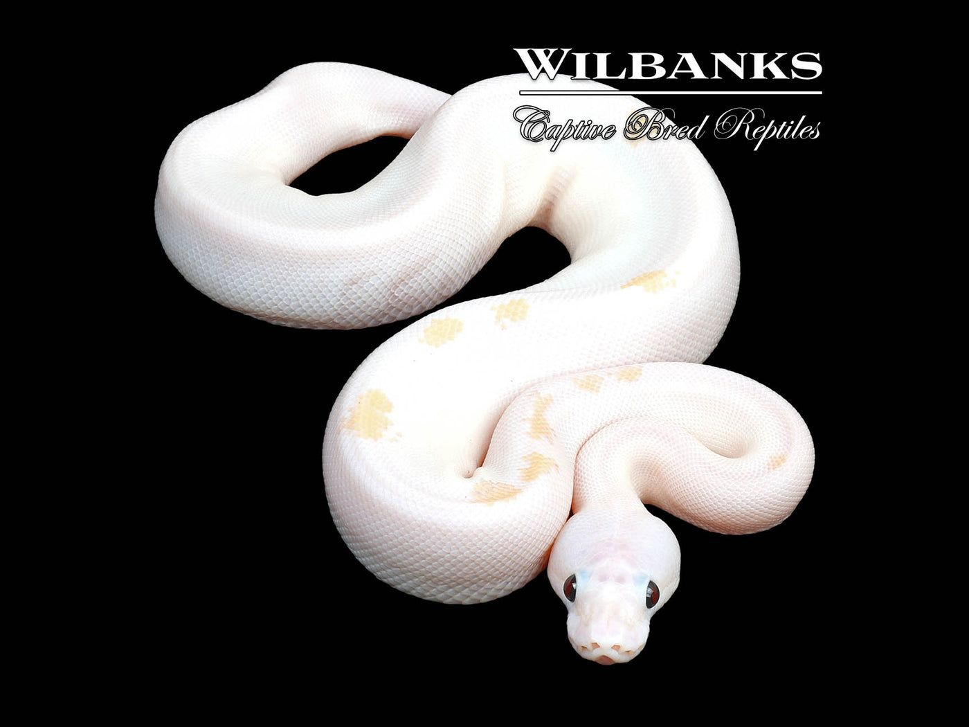 Super Fire Ball Python ♀ '24