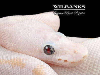 Super Fire Ball Python ♀ '24