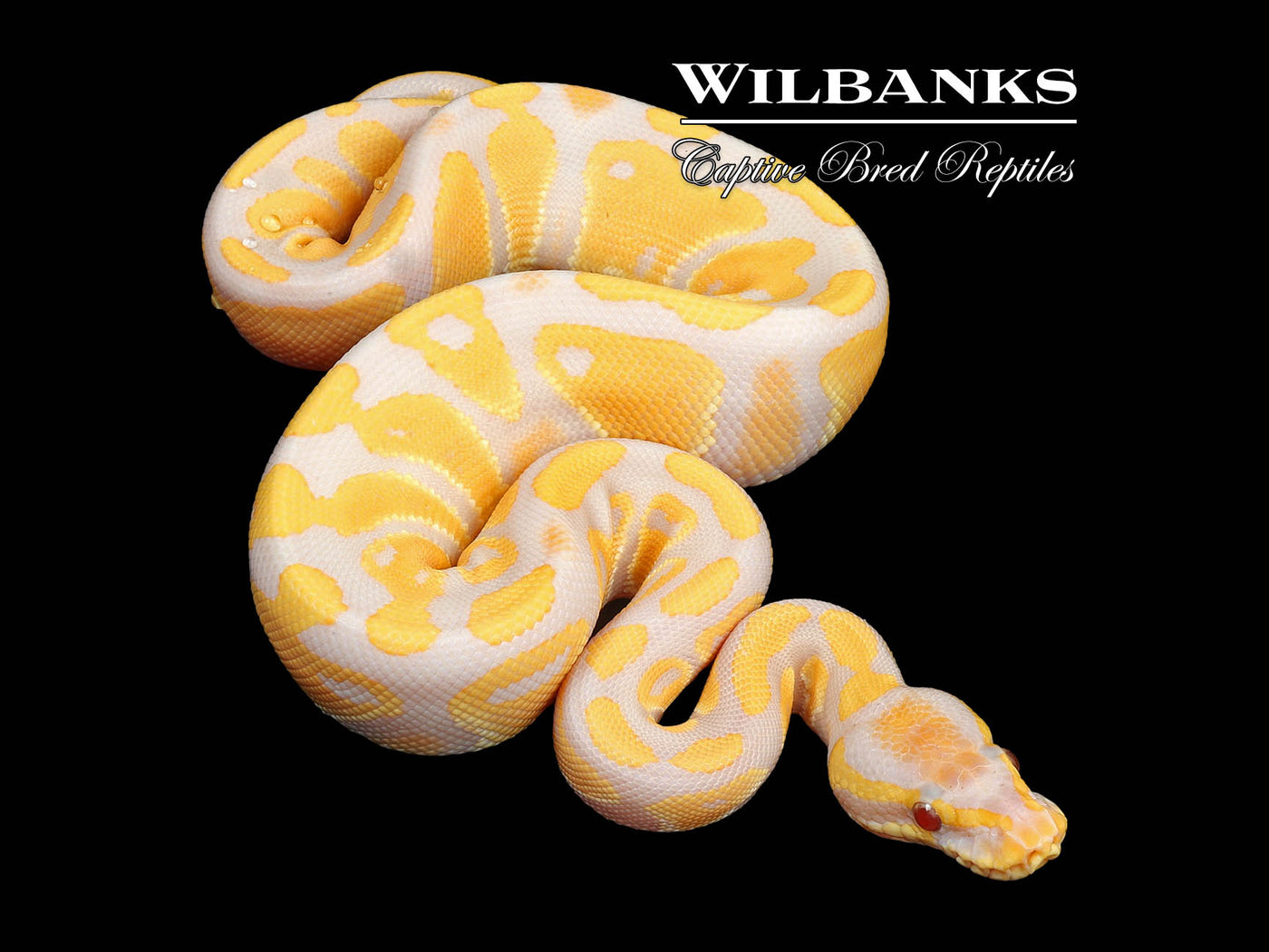 Lavender Albino 100% Het. VPI Axanthic Ball Python ♀ '24