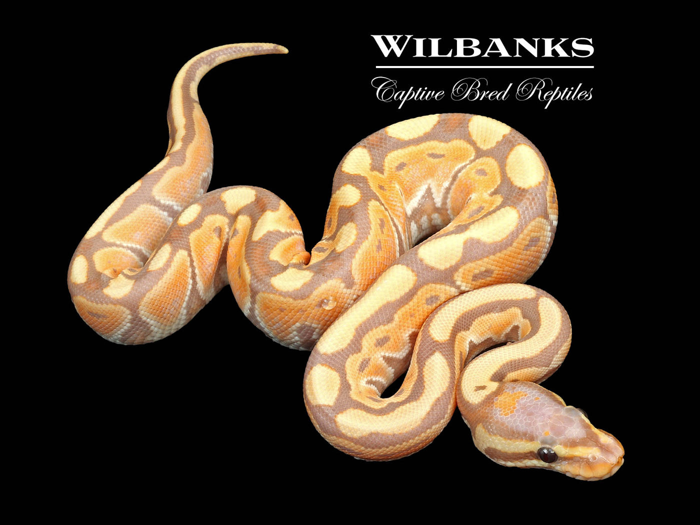 Banana Russo Ball Python ♂ '24