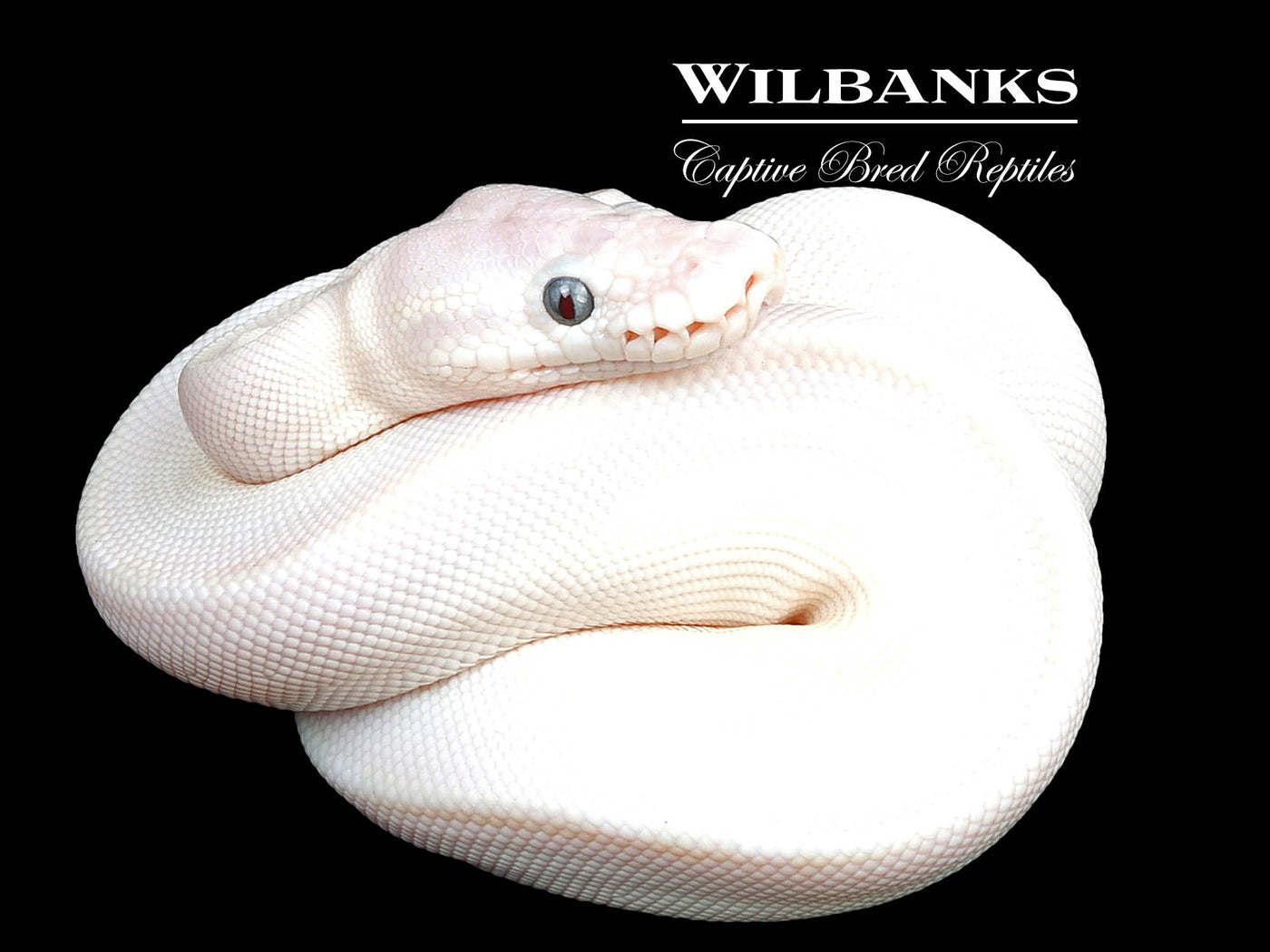 Blue Eyed Leucistic (Mojave Butter) Ball Python ♀ '24