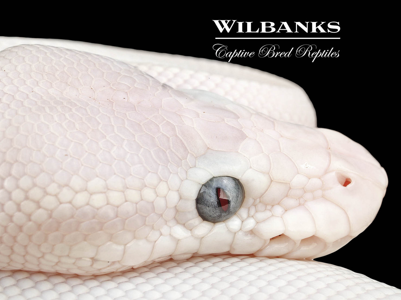 Blue Eyed Leucistic (Mojave Butter) Ball Python ♀ '24