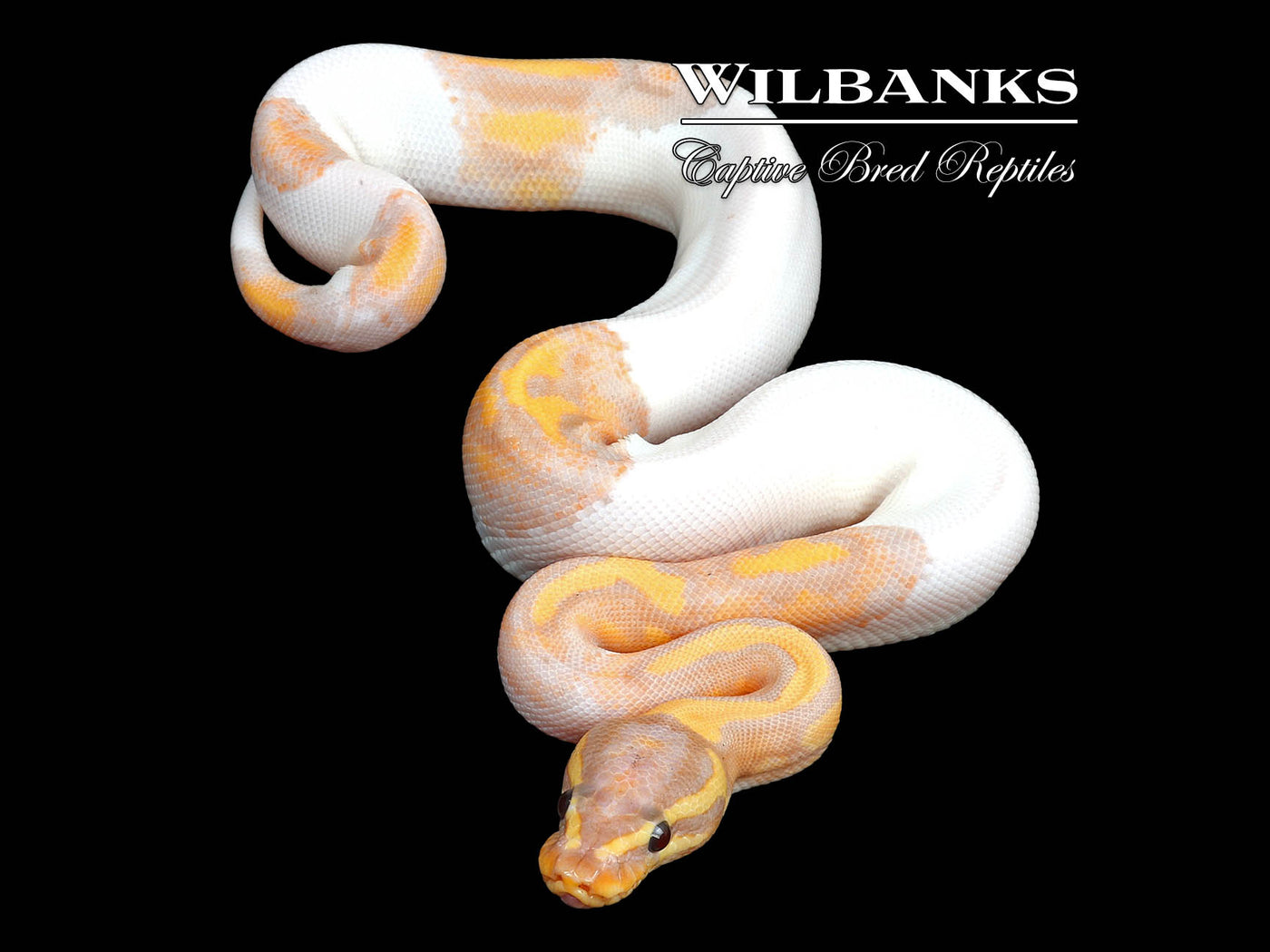 Banana Pied Ball Python ♂ '24