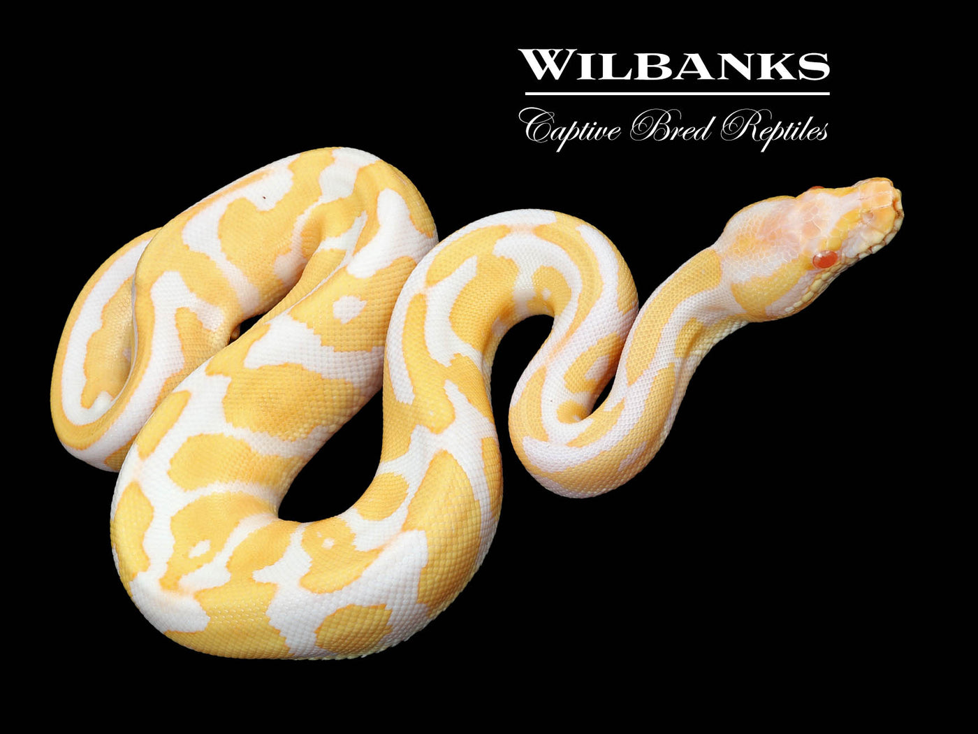 Albino Leopard Ball Python ♀ '24