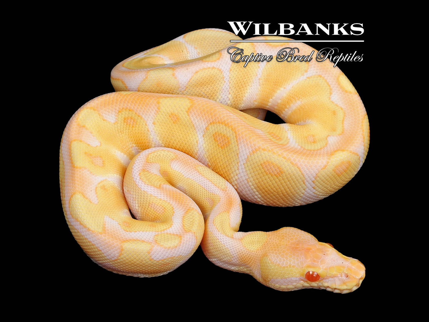 Albino Enchi Ball Python ♂ '24