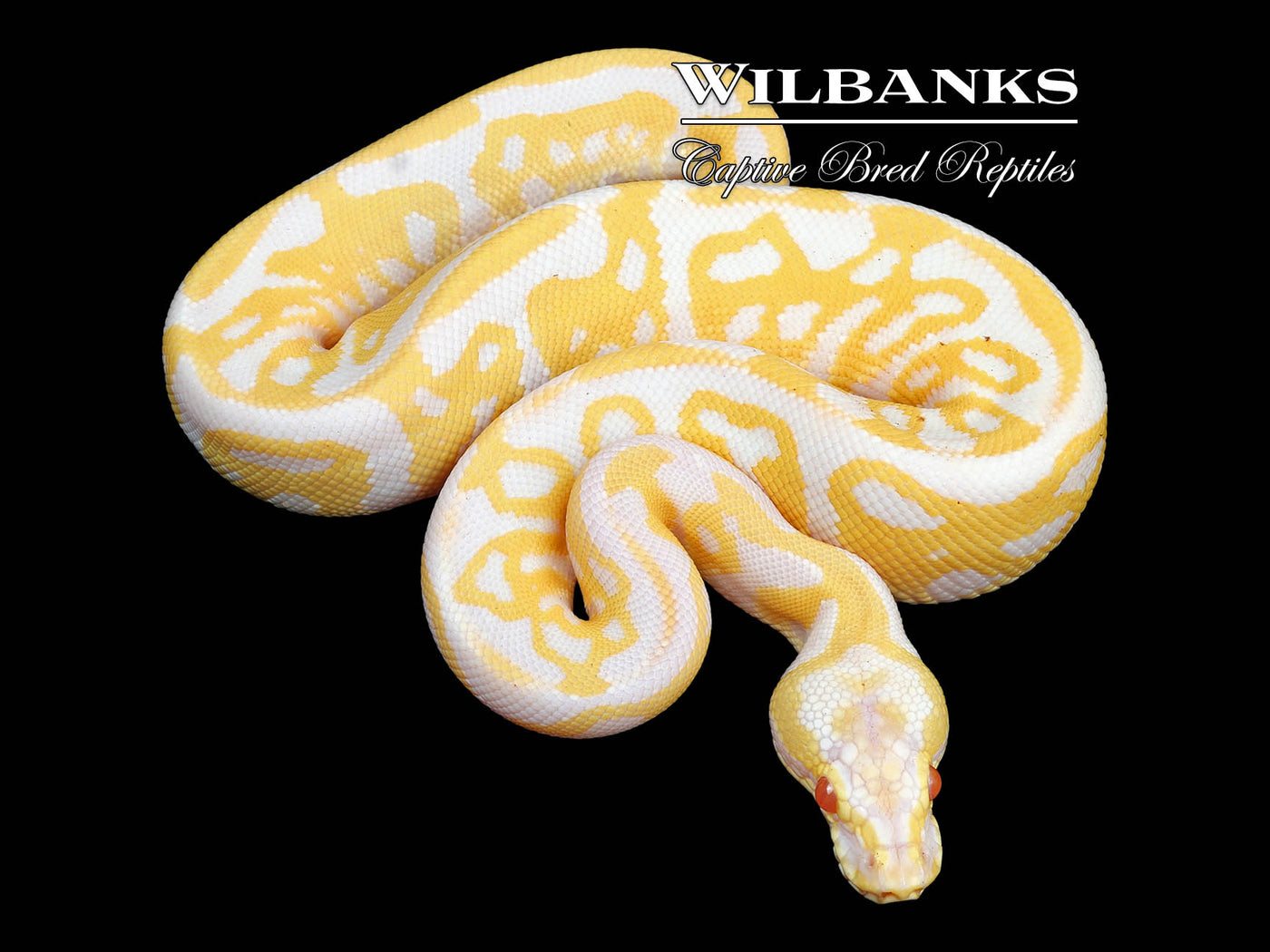 Pastel Albino Leopard Ball Python ♂ '24