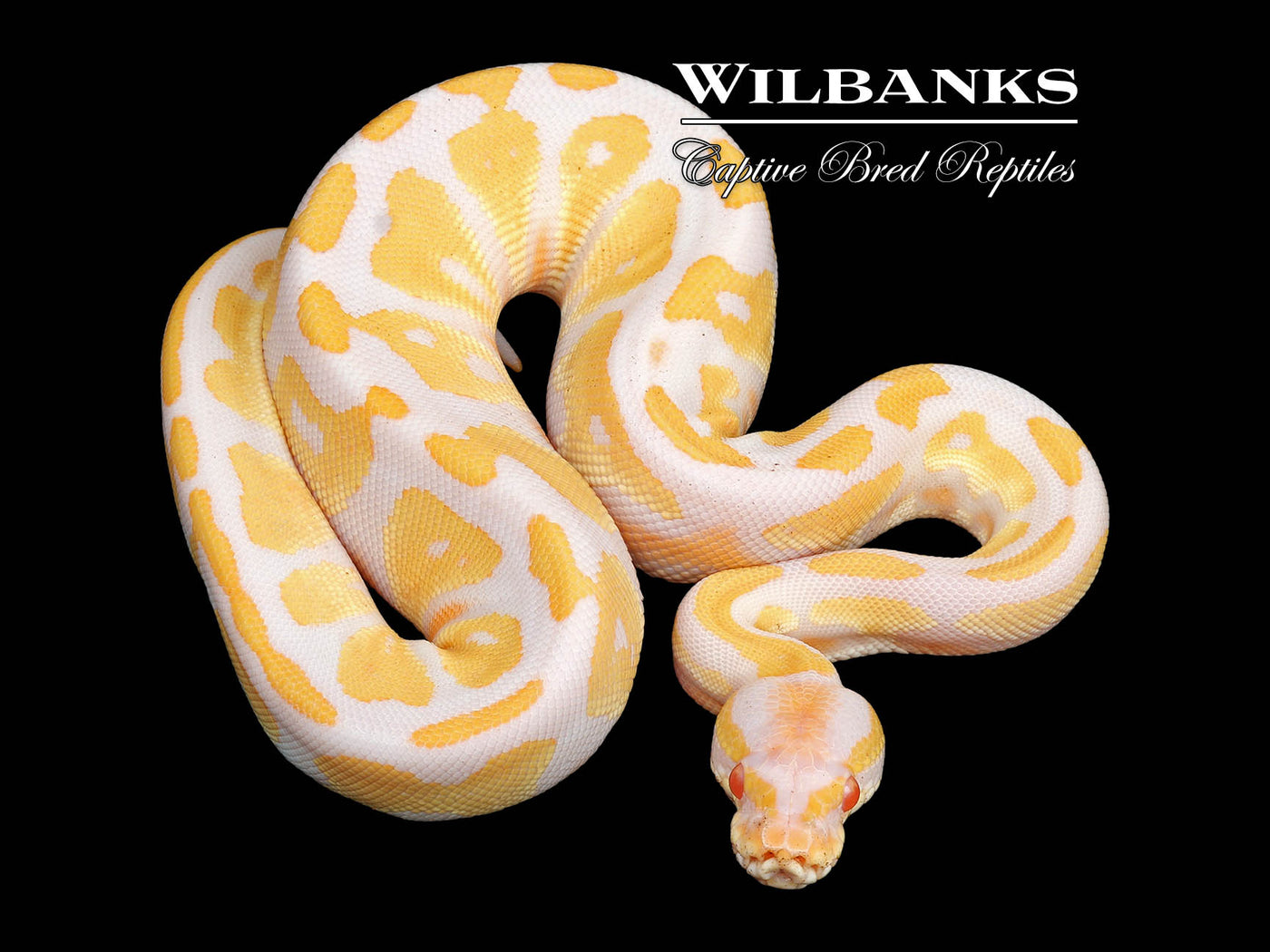 Blackhead Albino Pastel Ball Python ♀ '24