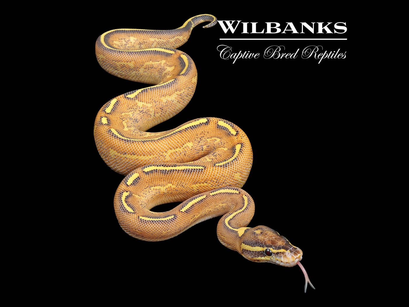 Highway Ball Python ♀ '24