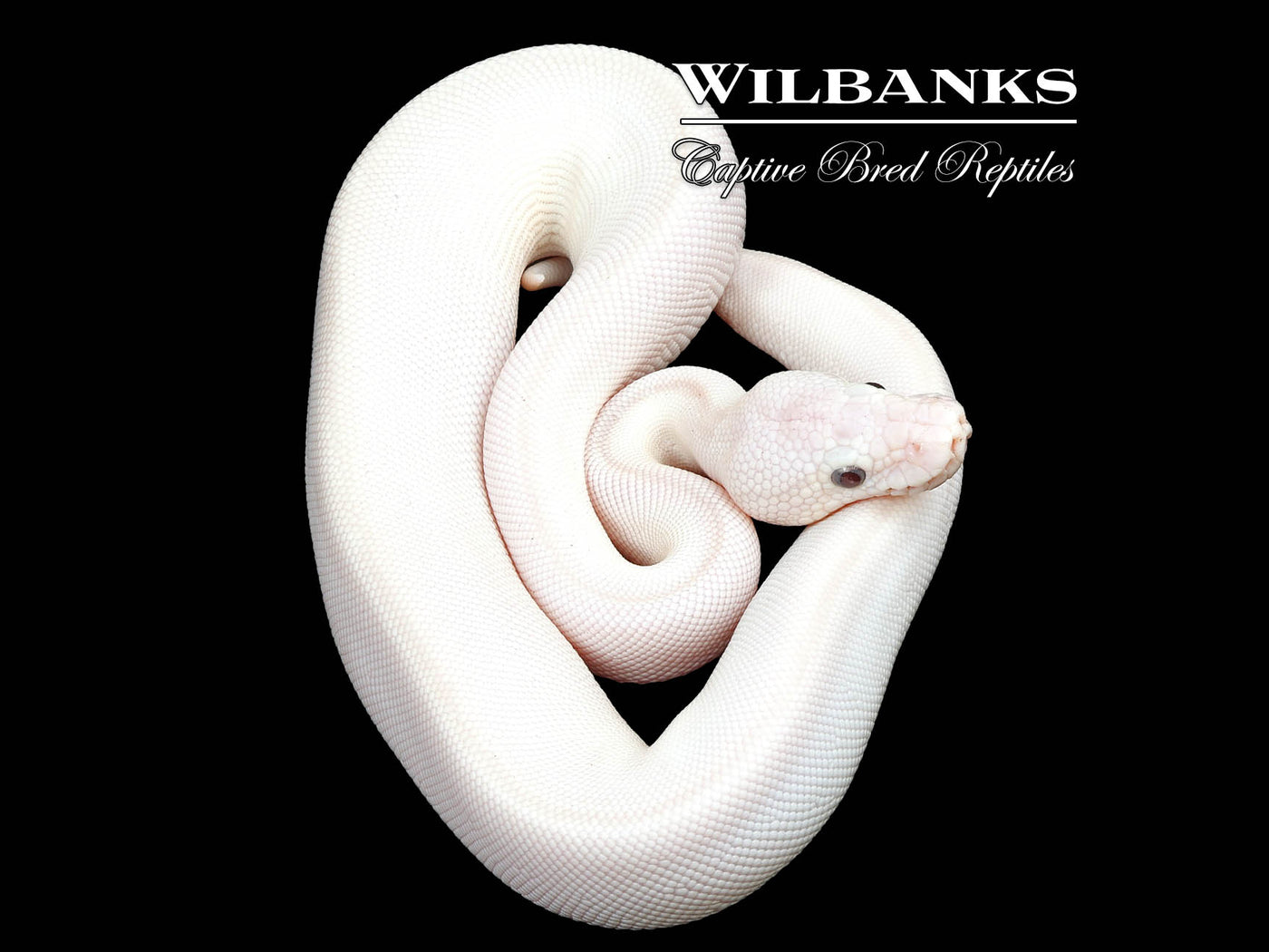 Blue Eyed Leucistic (Mojave Butter) Ball Python ♀ '24