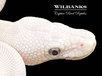 Blue Eyed Leucistic (Mojave Butter) Ball Python ♀ '24