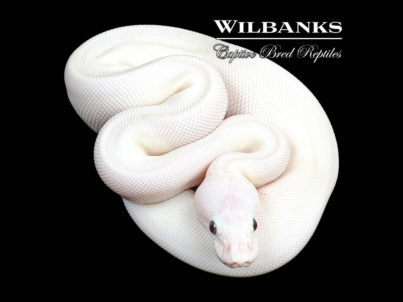 Blue Eyed Leucistic (Mojave Butter) Ball Python ♀ '24