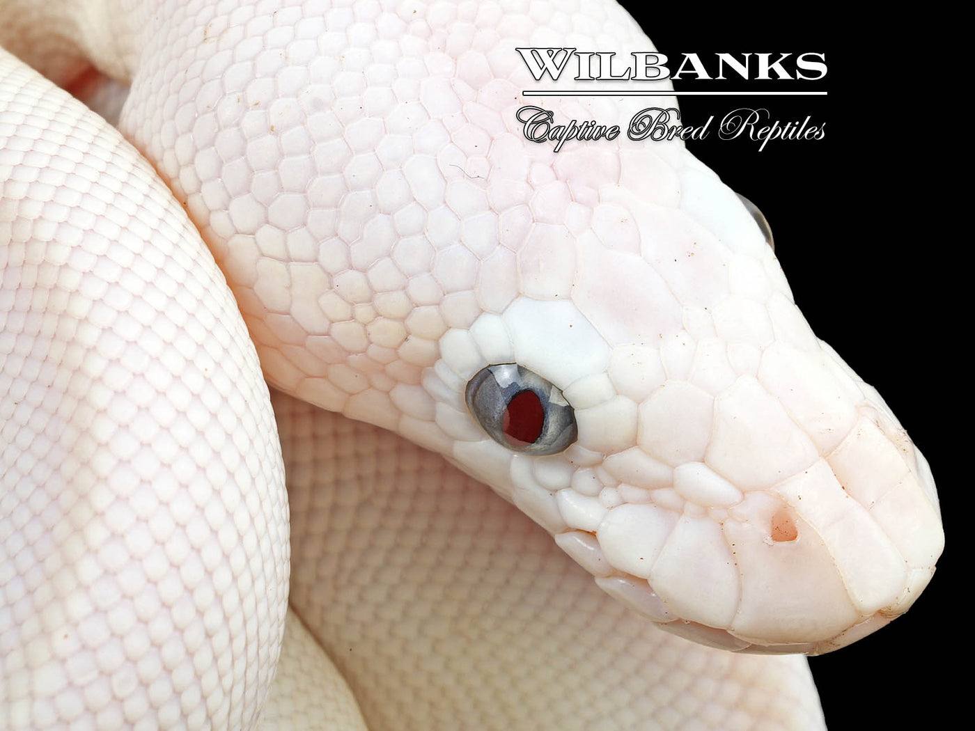 Blue Eyed Leucistic (Mojave Butter) Ball Python ♀ '24