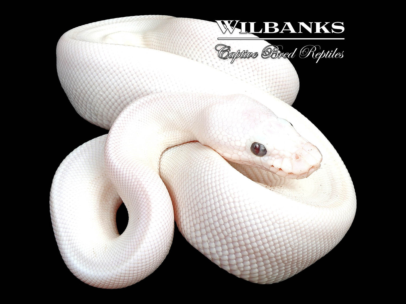 Banana Blue Eyed Leucistic (Mojave Butter) Ball Python ♂ '24