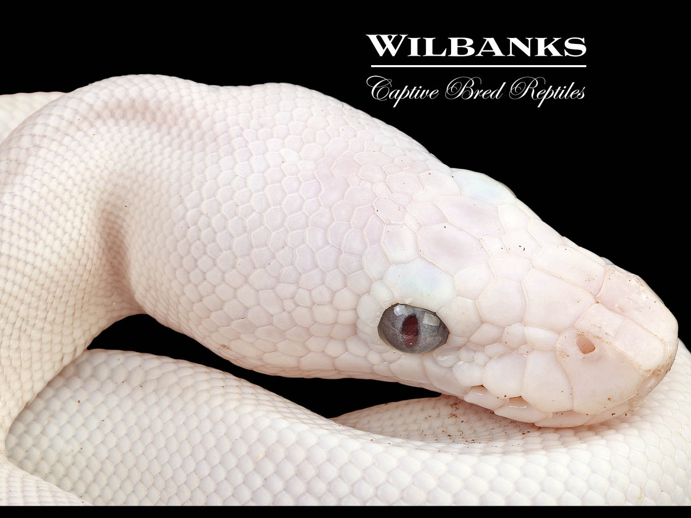 Banana Blue Eyed Leucistic (Mojave Butter) Ball Python ♂ '24