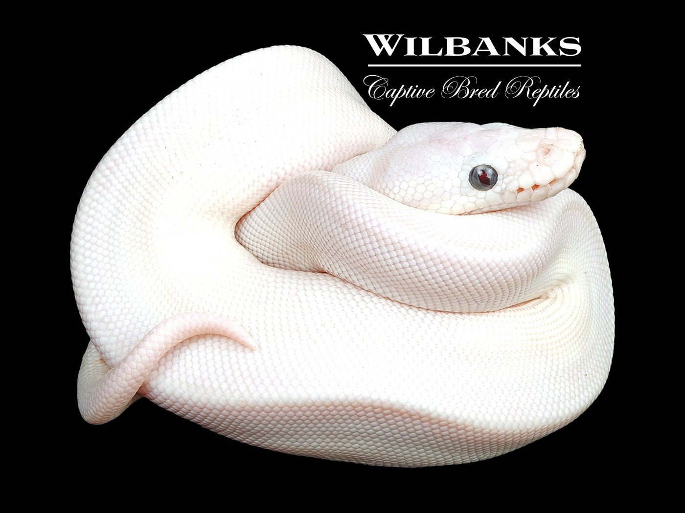 Blue Eyed Leucistic (Butter Mojave) Ball Python ♂ '24