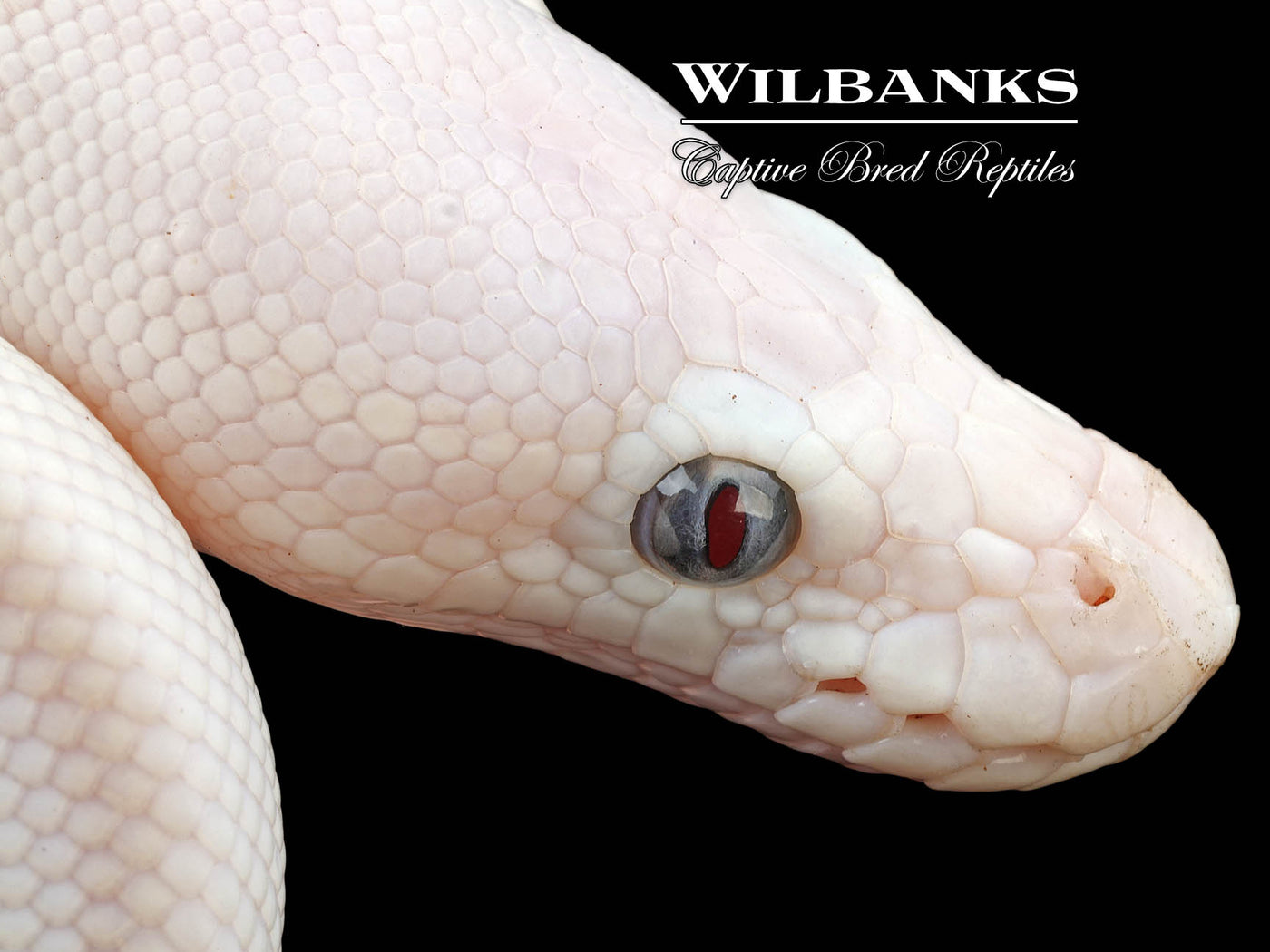 Blue Eyed Leucistic (Butter Mojave) Ball Python ♂ '24