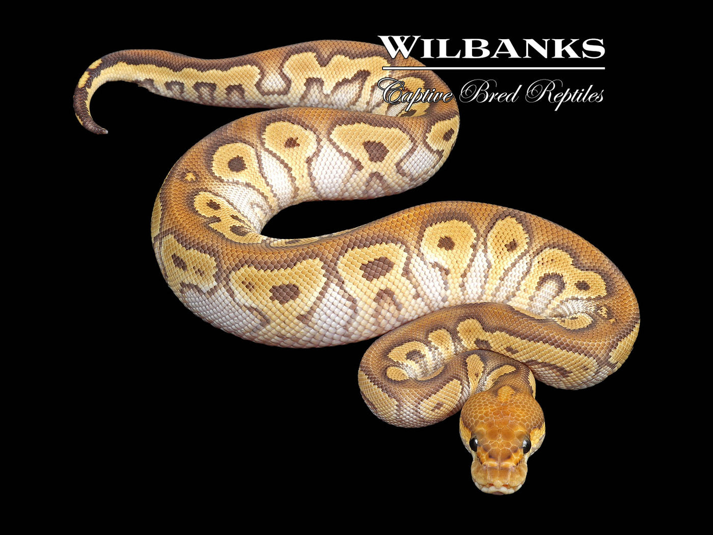 Mojave Clown Ball Python ♂ '24