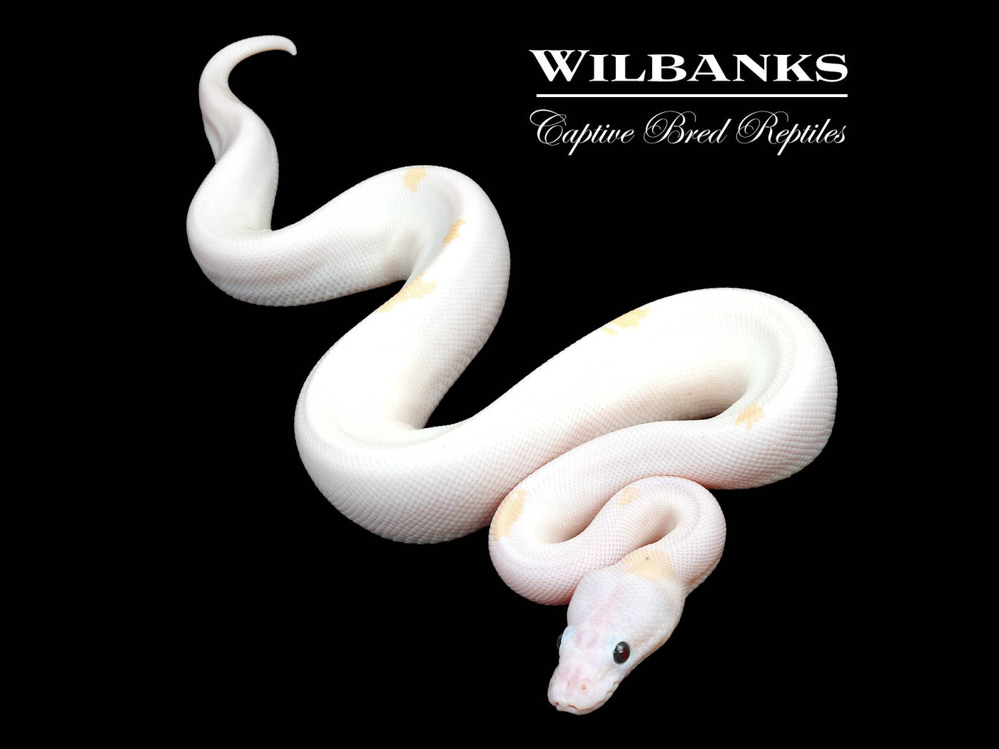 Super Fire Ball Python ♀ '24