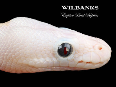 Super Fire Ball Python ♀ '24