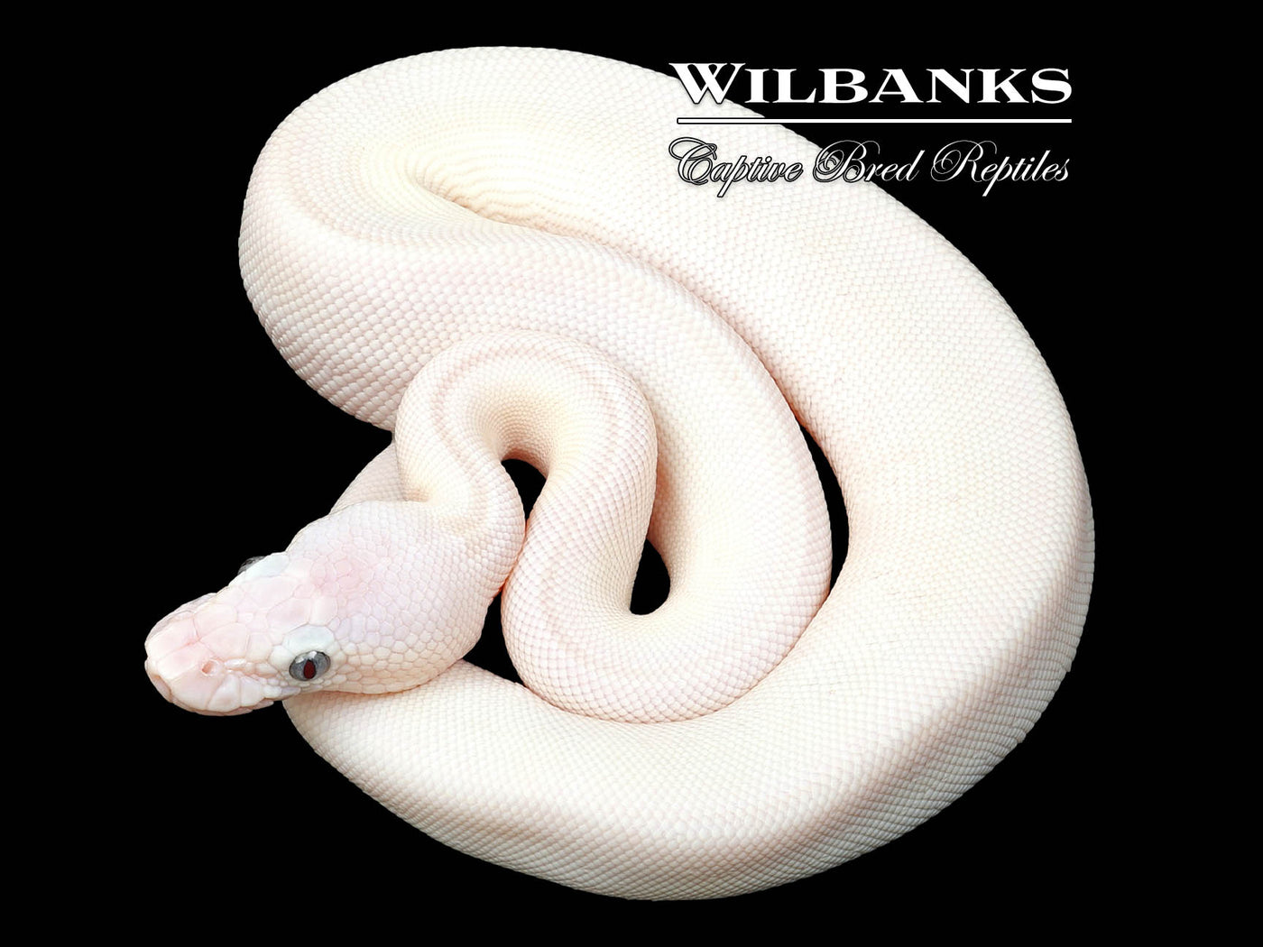 Blue Eyed Leucistic (Mojave Butter) Ball Python ♀ '24