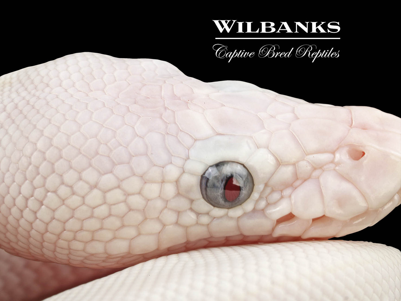 Blue Eyed Leucistic (Mojave Butter) Ball Python ♀ '24