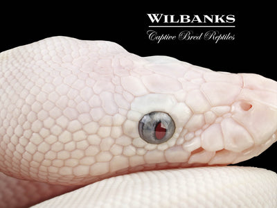 Blue Eyed Leucistic (Mojave Butter) Ball Python ♀ '24