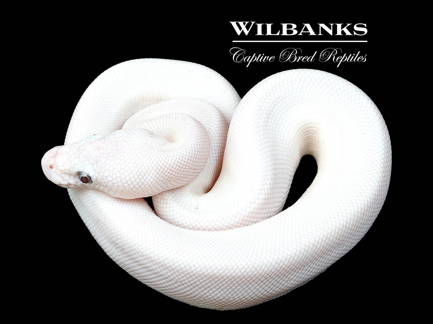 Blue Eyed Leucistic (Butter Mojave) Ball Python ♂ '24