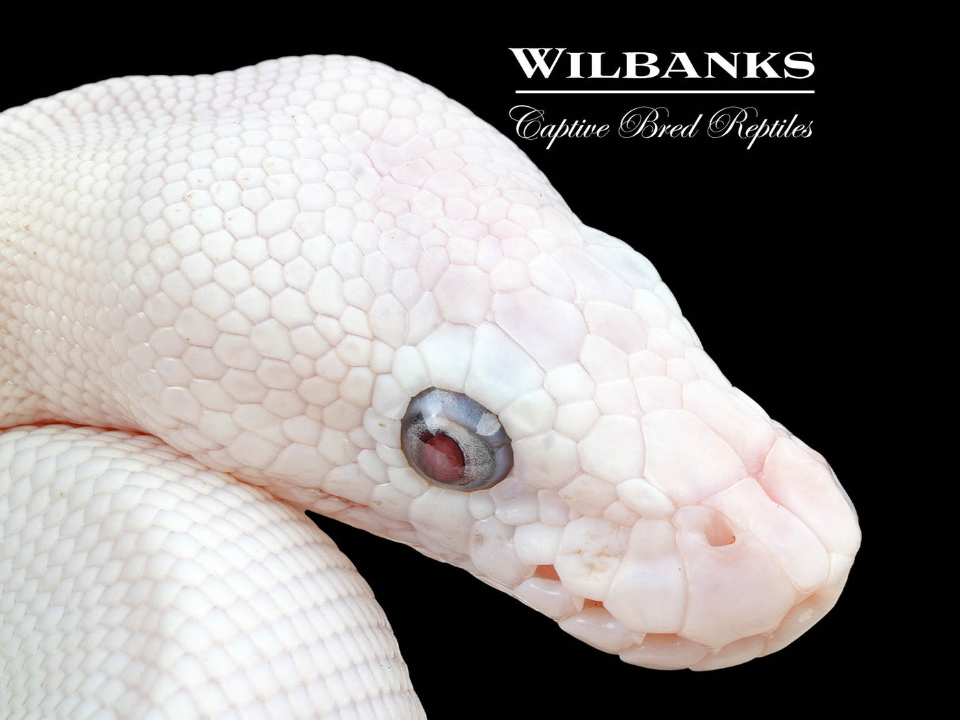 Blue Eyed Leucistic (Butter Mojave) Ball Python ♂ '24