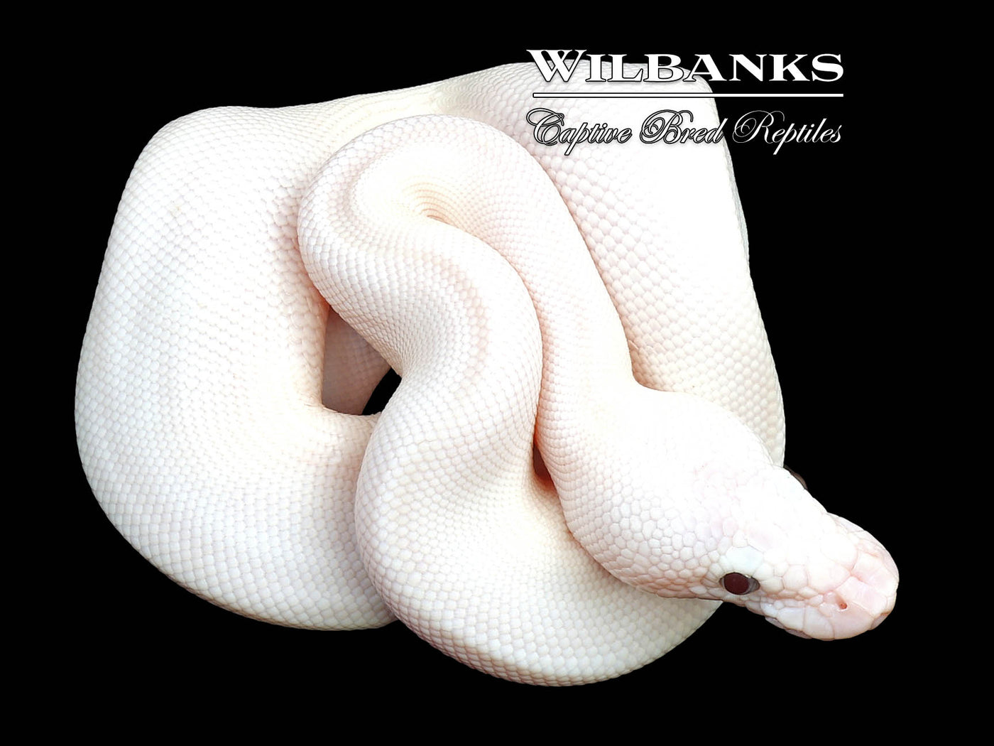 Banana Blue Eyed Leucistic (Mojave Butter) Ball Python ♂ '24