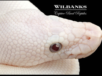 Banana Blue Eyed Leucistic (Mojave Butter) Ball Python ♂ '24