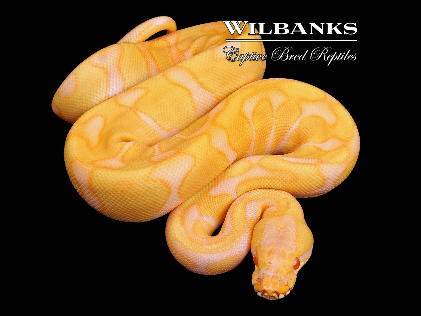 Albino Leopard Enchi Ball Python ♀ '24