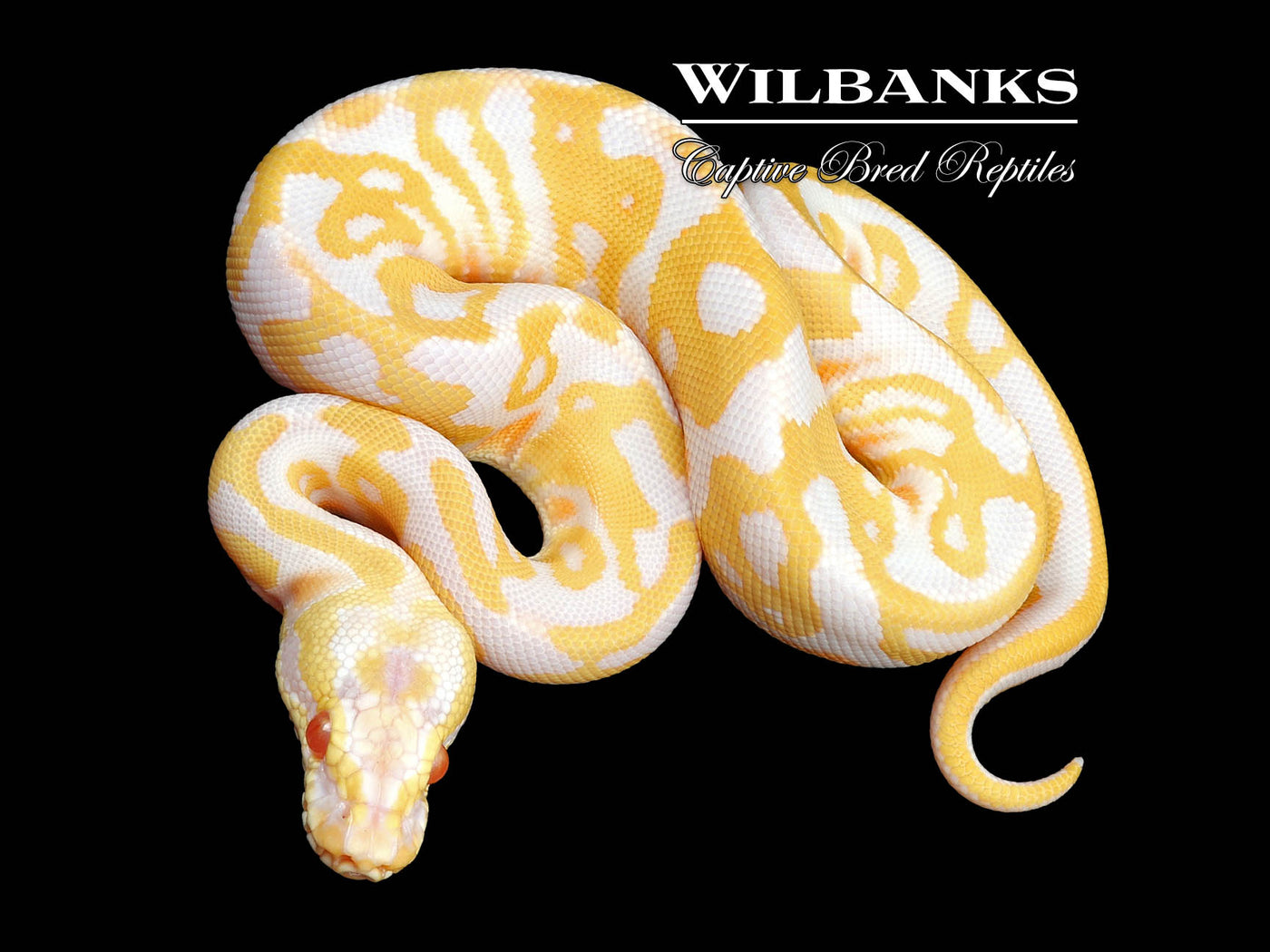 Albino Leopard Ball Python ♂ '24