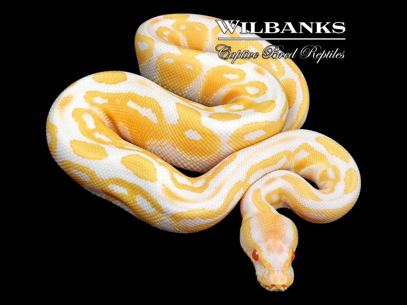 Albino Ball Python ♂ '24