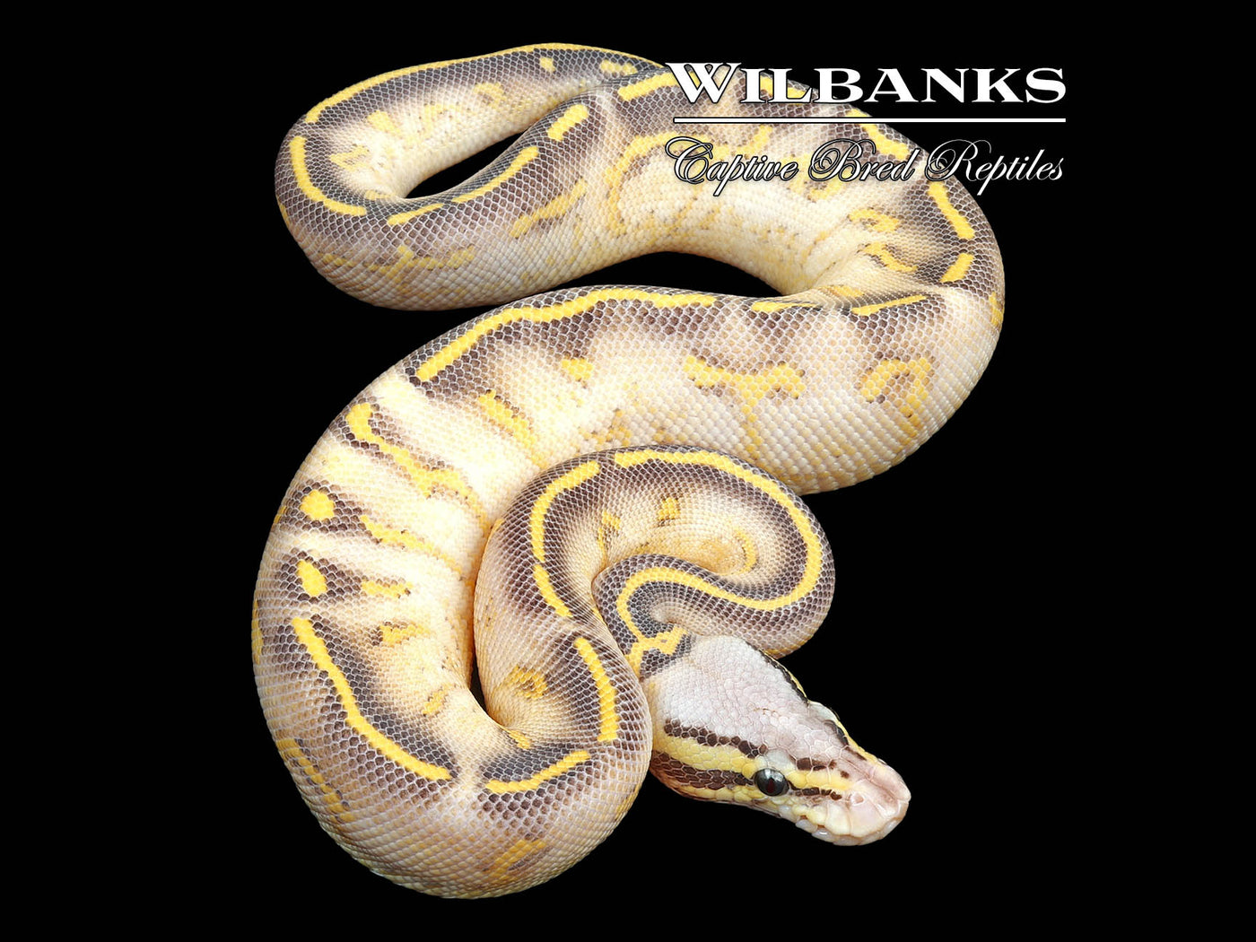 Pastel Highway Ball Python ♀ '24