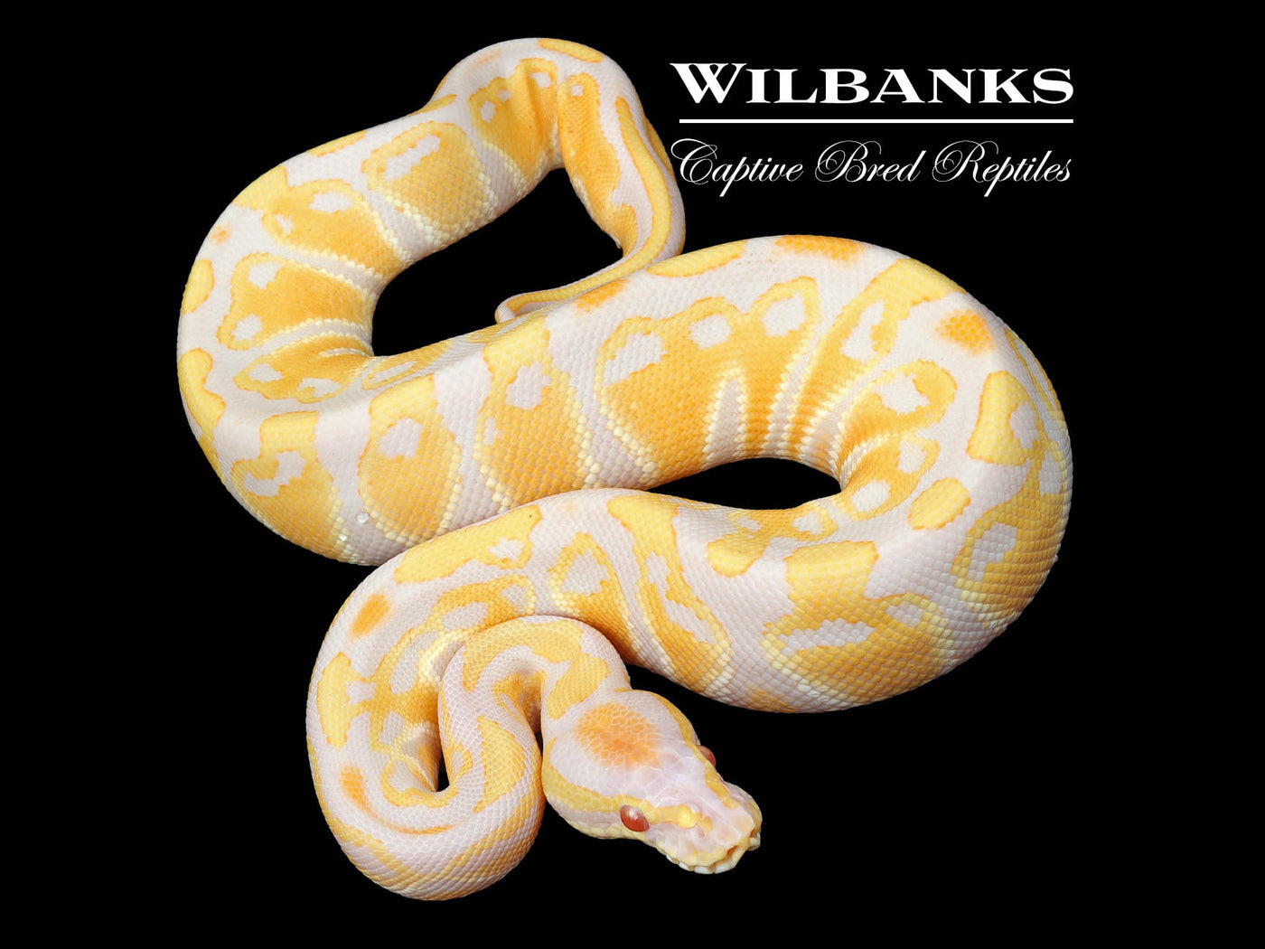 Albino Ball Python ♂ '24