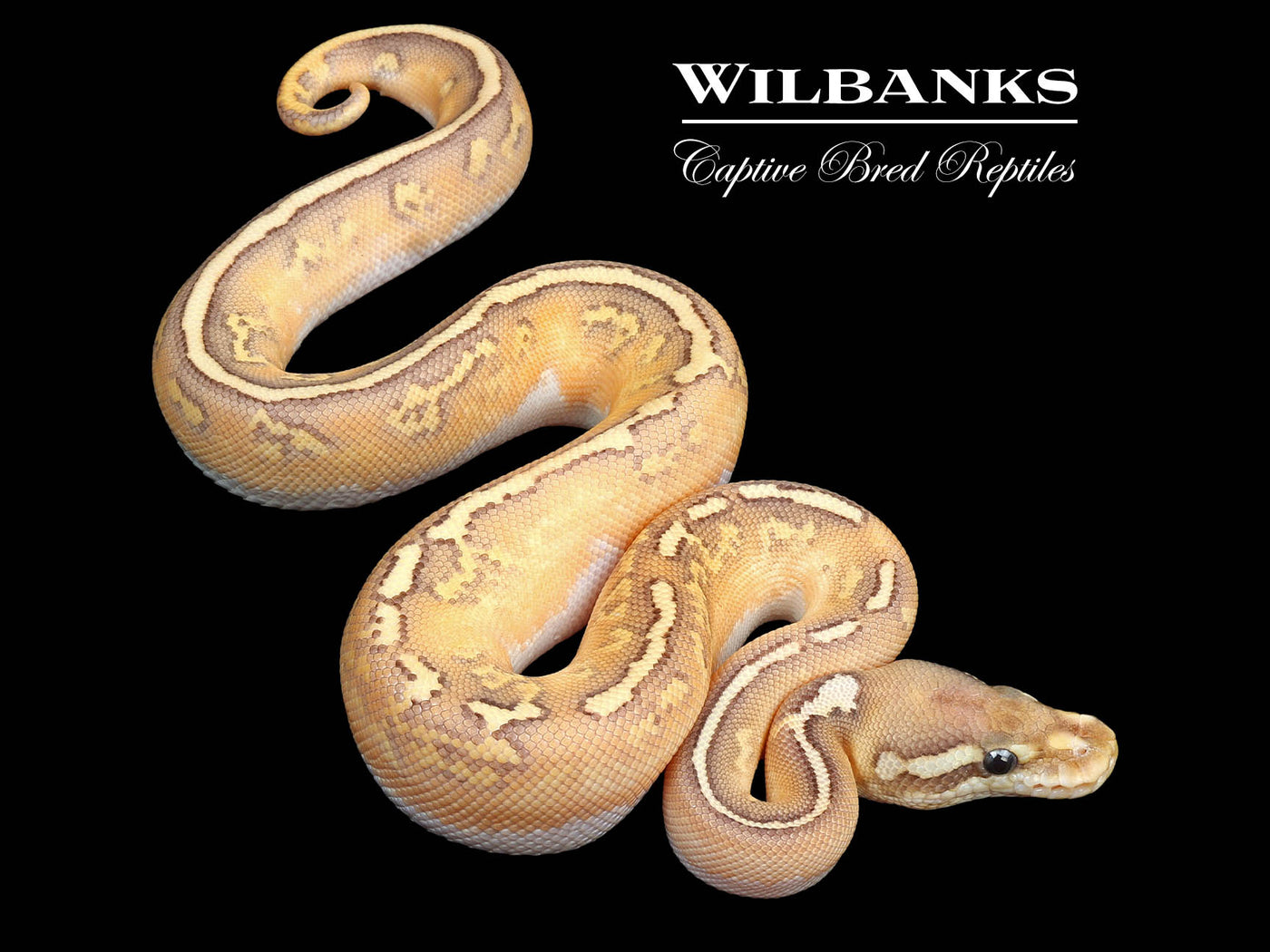 Super Asphalt Black Fire Butter Ball Python ♂ '24