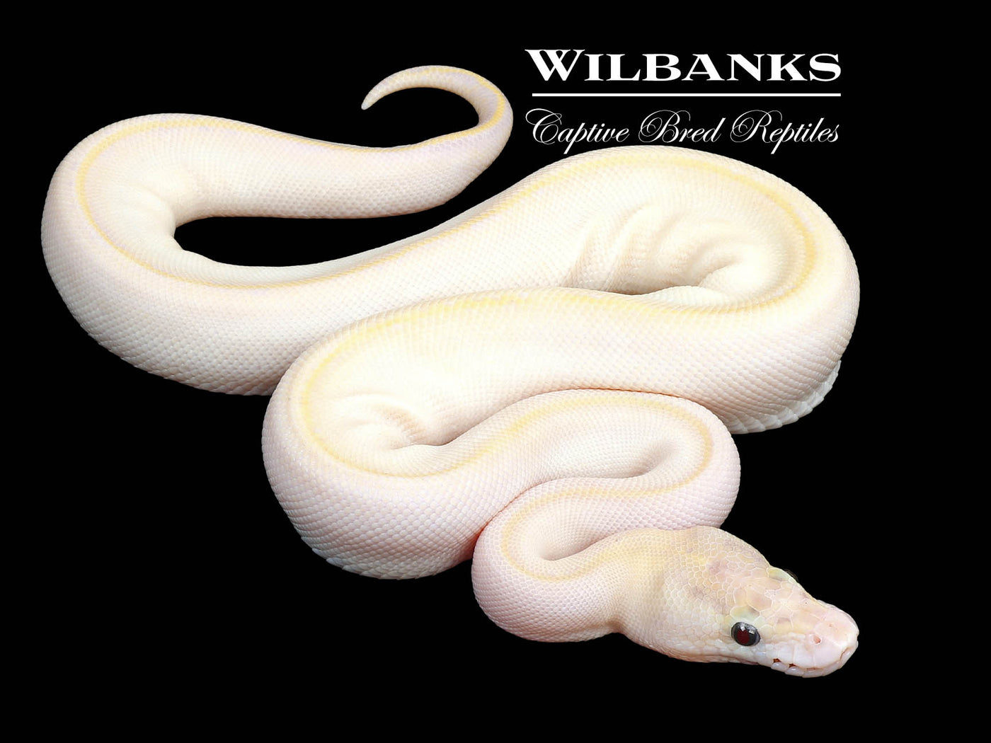 Pastel Butter Ivory Ball Python ♀ '24